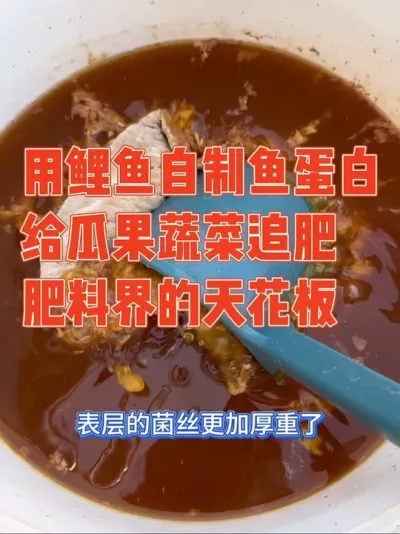 之前用鱼肠肥种的西瓜口感和甜度直接击爆味蕾，为了今年春播种出更好的瓜果蔬菜，尝试发酵鱼蛋白水肥，肥力强还不烧苗，不愧是肥料届的天花板#自制鱼蛋白 #鱼蛋白 #种植小技巧 #强迫症治愈系 #我的小菜园