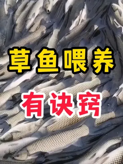 草鱼喂养有诀窍 #水产养殖 #养鱼 #高密度养殖 #养鱼人 #鱼 @抖加🔥上热门🔥dou+🔥热点宝