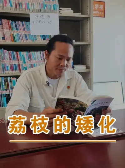 关于荔枝树的矮化修剪#广西灵山荔枝果苗#农业创业#抖音新农人计划2025#吕老师种果苗#荔枝种植管理技术@吕老师