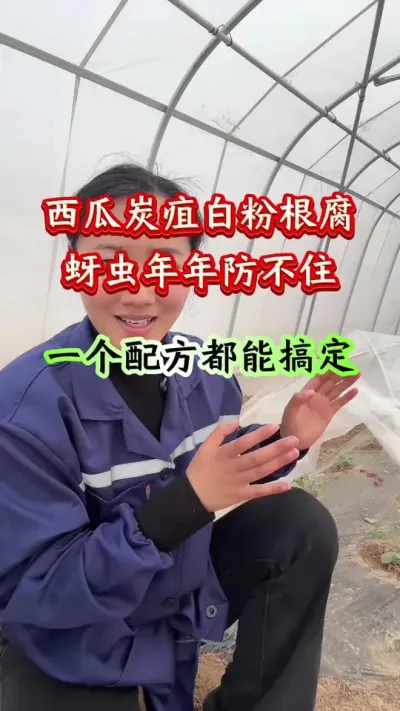 西瓜种植 西瓜炭疽白粉根腐蚜虫一个配方都能搞定#西瓜种植#西瓜管理#西瓜高产#病害防治