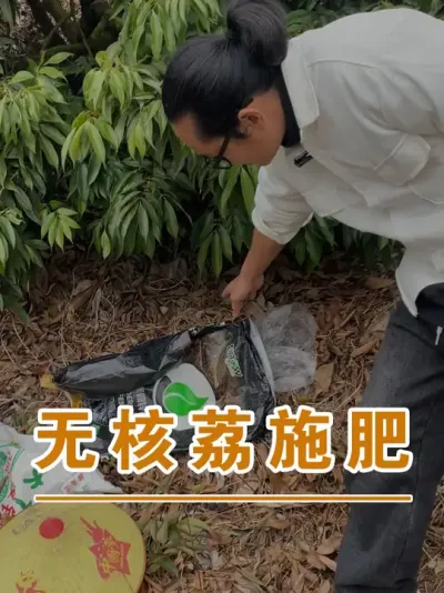 无核荔的施肥管理#广西灵山荔枝果苗#农业创业#抖音新农人计划2025#吕老师种果苗