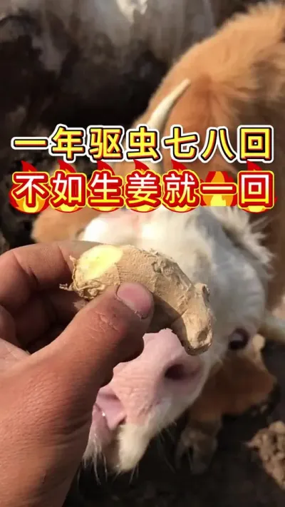 一年驱虫七八回不如生姜就一回#养牛人#三农#养牛#养殖