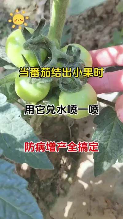 番茄坐果别大意！一包疫菌清，防病增产全搞定#番茄种植 #抖音助农 #病害防治 #疫菌清