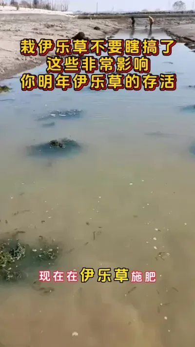 在一乐草不要再瞎搞了，这个非常影响你明年伊乐草#河蟹养殖 #鱼虾蟹养殖 #螃蟹养殖 #大闸蟹养殖 #三农 @DOU+小助手