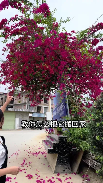 看到别人家的花，教你怎么把它搬回家#种植小技巧 #扦插 #三角梅