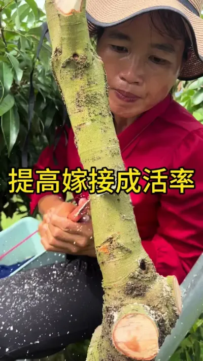 提高嫁接成活率#嫁接技术 #新农人计划2025 #dou来广东百千万 #来抖音学农技