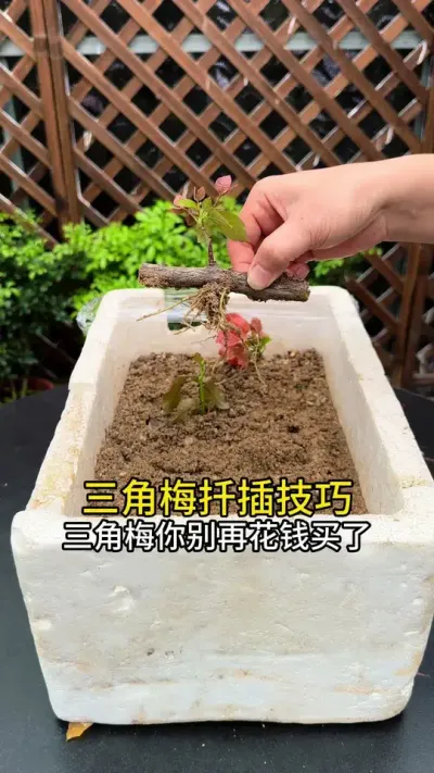 喜欢三角梅不用买，去剪根枝条扦插，就有种不完的三角梅#三角梅 #花卉绿植 #扦插