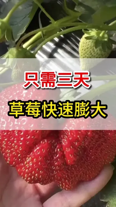 草莓用上它快速膨果产量高#草莓🍓 #抖音助农 #三农
