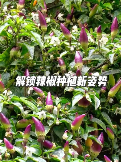 解锁辣椒种植新姿势，水培与土培，谁才是你的菜？ #种植小技巧 #辣椒种植 #盆栽辣椒 #抖音特效达人中心