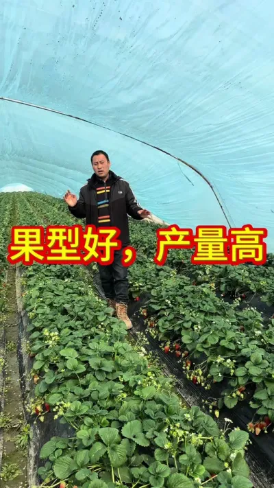 #草莓好品种#改良红颜