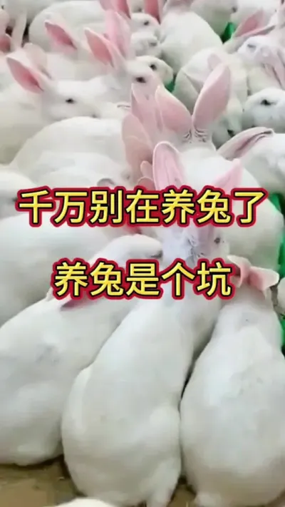 养兔关键在于饲养管理，学会这样喂，全程不死一只兔，远离兔丙兔瘟#兔子 #养兔人 #兔子养殖 #肉兔养殖 #科学养兔