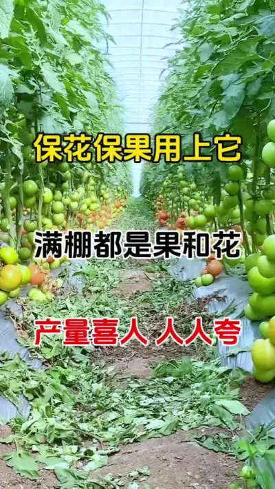 开花结果类作物都可以用#促花保果 #促花肥 #促花芽分化 #农业植保知识分享