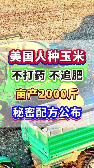 美国人种玉米，不追肥不打药，亩产2000斤，秘密配方公布！#玉米种植 #玉米高产 #玉米种植管理技术  #玉米施肥