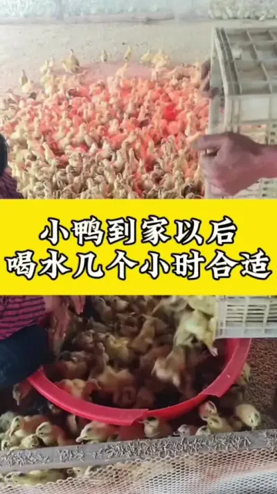 小鸭到家以后，喝水几个小时合适#肉鸭养殖 #禽病技术指导 #养鸭人 #养殖技术交流 #疾病预防