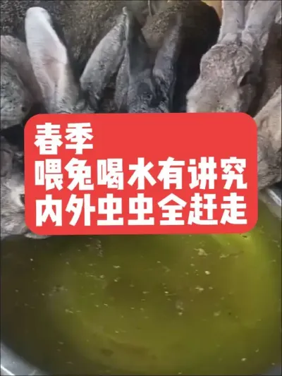 春季喂兔喝水有讲究，内外虫虫全赶走 #兔子#三农#养殖#养兔#养兔人