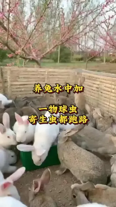 养兔水中加一物，兔子球虫寄生虫全跑路#养兔人 #兔子 #肉兔养殖 #养兔技术 #养兔三分靠管理七分靠技术