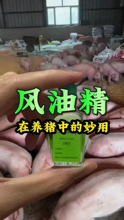 #养猪人 #猪喂什么饲料长得最快 #养猪人不容易 #每天分享养殖技术和经验 #三农养猪人