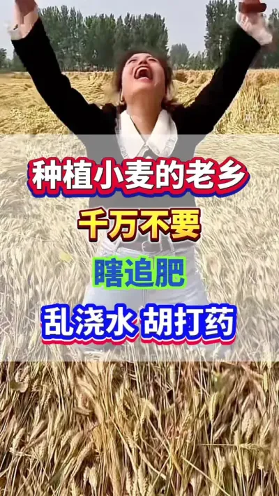 种小麦的老乡，千万不要瞎追肥，乱浇水，胡打药了！#小麦种植 #小麦高产 #小麦浇水 #小麦追肥