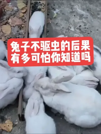 兔子不驱虫的后果有多可怕，你知道吗？ #养兔人#养兔子#兔子驱虫#兔子#三农养殖