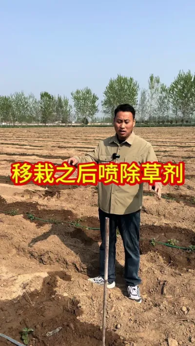 #草莓育苗技术 #草莓种植技术 #草莓苗出售 #优质种苗