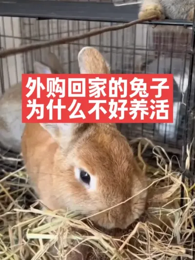 外购回家的兔子，为什么不好养活 #兔子#三农#养殖#养兔人