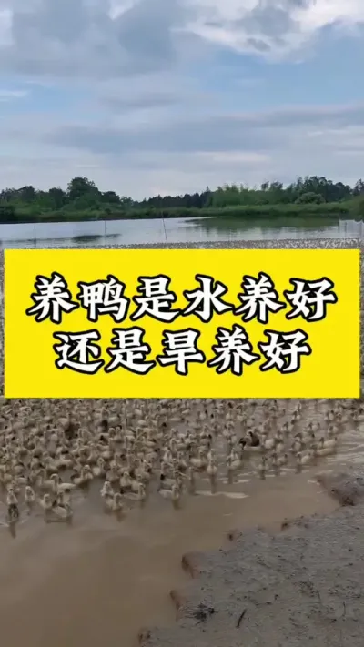 养鸭水养好，还是旱养好#养鸭人 #肉鸭养殖 #科学养鸭 #养鸭技术 #养鸭技术分享