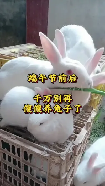 端午节前后千万别再傻傻养兔子了 #养兔人 #兔子 #养兔技术 #肉兔养殖#养兔三分靠管理七分靠技术