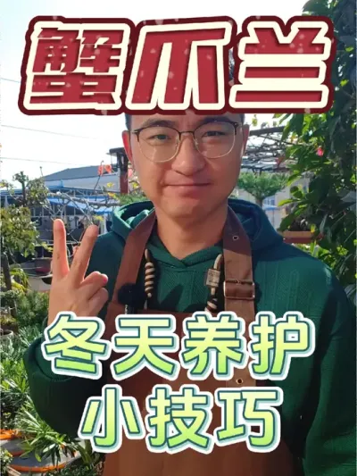 冬天的蟹爪兰要如何养护？ #养花 #蟹爪兰 #养花小知识