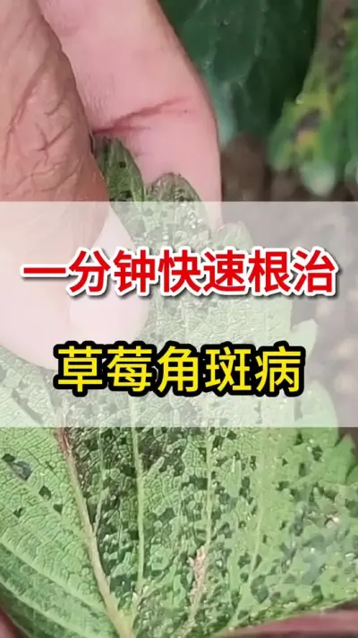 草莓角斑病，一分钟快速根治#三农 #角斑病