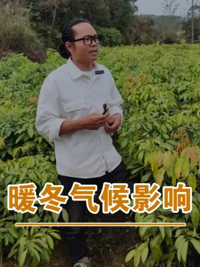 暖冬气候对荔枝树的影响#广西灵山荔枝果苗#农业创业#抖音新农人计划2024#吕老师种果苗