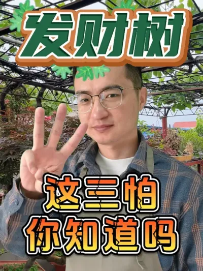 发财树有三怕，你知道吗？ #养花  #花卉绿植  #发财树
