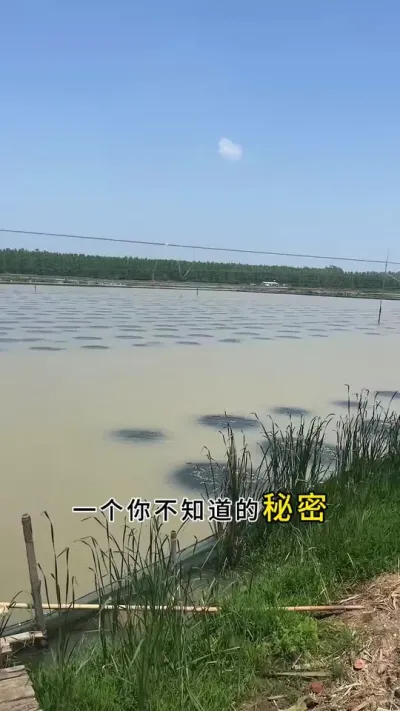 一个你不知道调水秘密。#大闸蟹养殖 #河蟹养殖 #螃蟹养殖 #鱼虾蟹养殖 #三农 @DOU+小助手