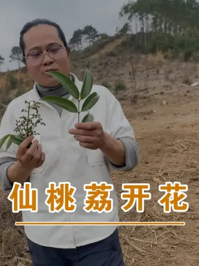 老阿伯种的#仙桃荔#广西灵山荔枝果苗#农业创业#抖音新农人计划2025#吕老师种果苗