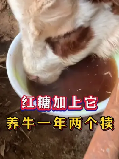 红糖加上它养牛一年两个犊 #每天分享养牛技术  #服务三农养牛人  #养牛人  #牛羊养殖 #三农养殖