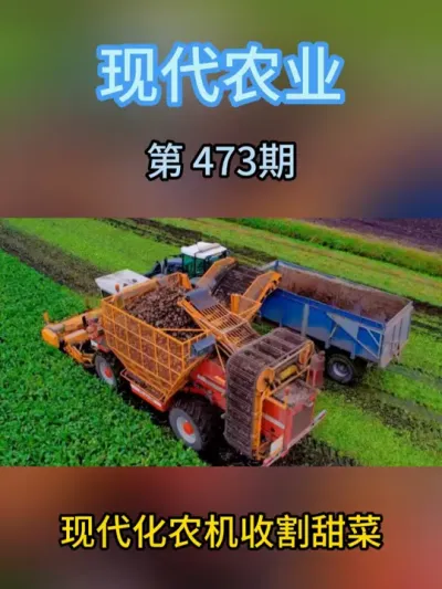 现代化农机收割甜菜 #现代农业机械 #三农种植 #服务三农支持三农 #农业 #抖音农机