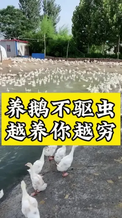 养鹅不驱虫，越养你越穷 #科学养鹅 #禽病技术指导 #肉鹅 #养鹅技术分享