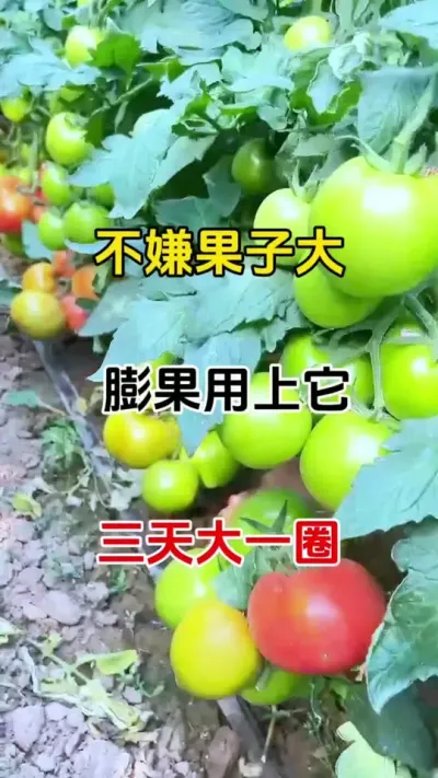 不嫌果子大，膨果用上它，三天大一圈，瓜果蔬菜都适用无激素，无农残，放心用#三农种植 #膨果 #膨果增甜 #膨果肥