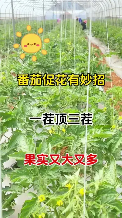 &nbsp;揭秘！让番茄多开花、结好果的实用方法#番茄种植 #促花保果 #三农种植#抖音助农