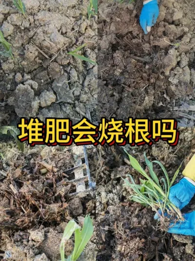 堆肥会烧根吗？ 我的玉米杆堆肥的堆垛上长出了玉米苗，说明堆肥的温度和湿很适合种子发苗#种植小技巧 #堆肥 #堆肥发酵 #阳台种植 #我的小菜园 #我爱种菜