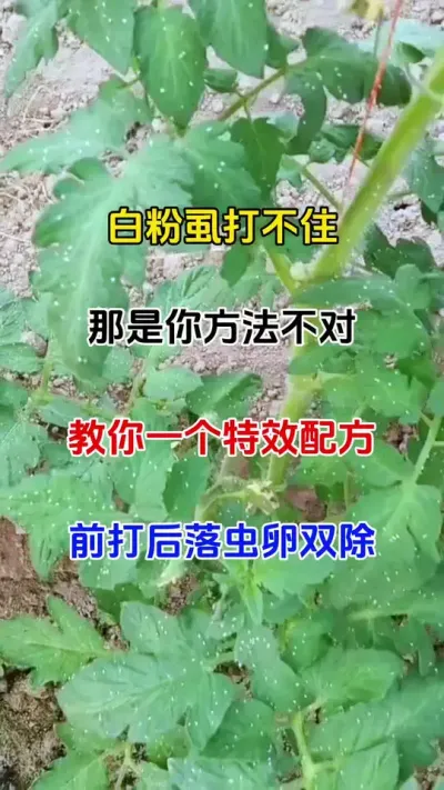 白粉虱打不住，一招搞定#病虫害防治 #蚜虫防治 #白粉病专用杀菌剂