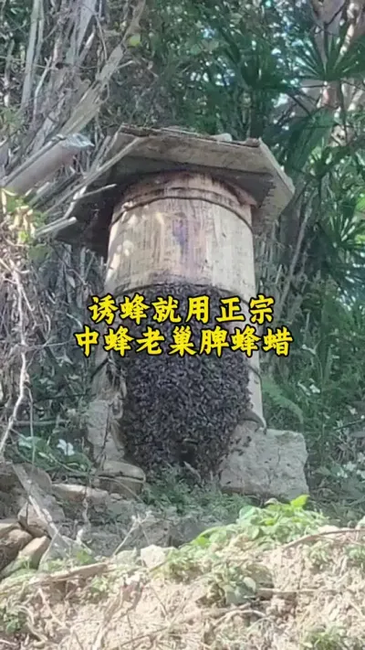 诱蜂就用中蜂老巢脾诱蜂蜡，这样才不会浪费时间才能做到事半功倍#养蜂 #诱蜂 #养蜂技术 @抖音小助手