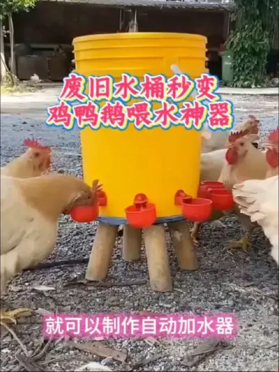 高手在民间，废旧水桶秒变鸡鸭鹅喂水神器#鸡鸭鹅喂水器 #鸡鸭鹅养殖  #养鸡 #农村散养土鸡 #科学养鸡小秘招