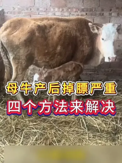 母牛产后掉膘严重四个方法来解决 #养殖 #养牛人 #三农 #养牛