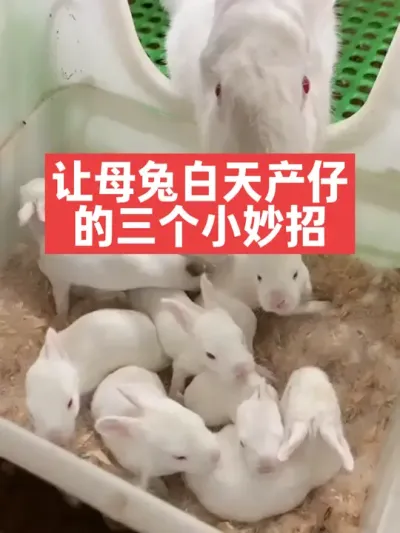 让母兔白天产仔的三个小妙招 #兔子#养兔子#养殖#三农#养兔人