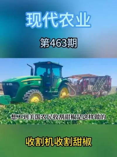 收割机收割甜椒 #现代农业机械 #三农种植 #抖音农机 #智慧农业 #收割机