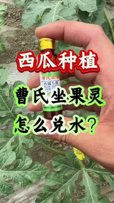 西瓜种植 西瓜种植曹氏坐果灵怎么兑水 #西瓜种植 #西瓜管理