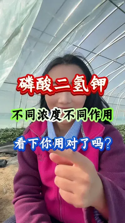 西瓜种植 磷酸二氢钾不同浓度不同作用 #西瓜种植 #农业种植