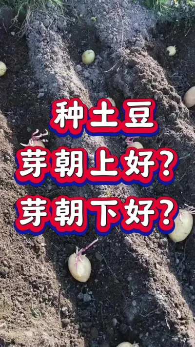 种土豆芽朝上好？芽朝下好？#土豆高产种植 #种植小技巧 #土豆 #种菜小技巧 #红薯种植