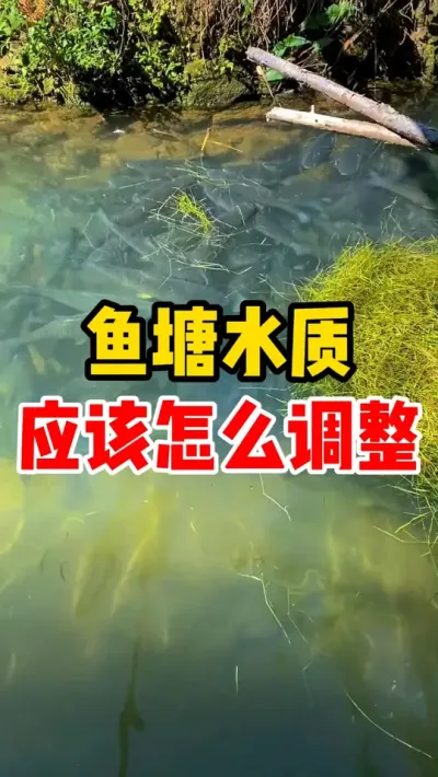 鱼塘水质应该怎么调整 
