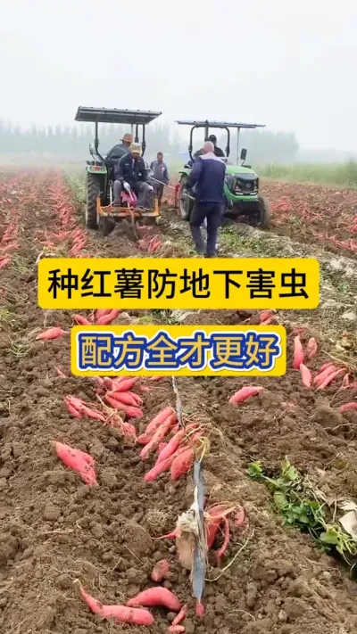 种红薯防地下害虫，配方全才更好！#红薯种植 #地下害虫防治 #薯帮主地下害虫颗粒剂 #病虫害防治 #红薯高产种植